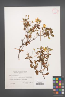 Cistus salviifolius [KOR 27599]