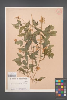Clematis aethusifolia [KOR 1001]