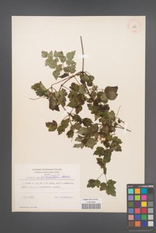 Clematis apiifolia [KOR 12776]