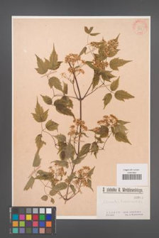 Clematis brevicaudata [KOR 999]