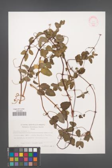 Clematis cirrhosa [KOR 48148]