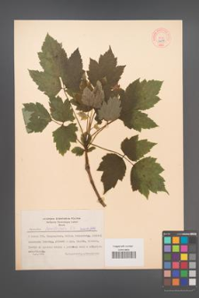 Clematis heracleifolia [KOR 44094]