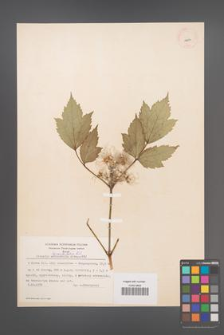 Clematis heracleifolia [KOR 12804]