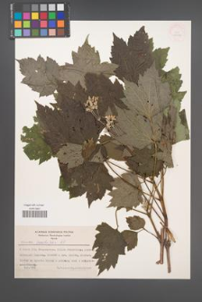 Clematis heracleifolia [KOR 44098]