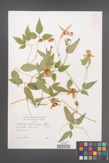 Clematis serratifolia [KOR 38733]