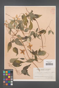 Clematis serratifolia [KOR 54754]