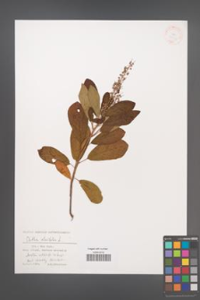 Clethra alnifolia [KOR 38743]