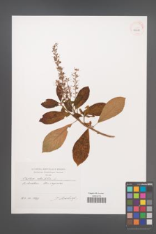 Clethra alnifolia [KOR 39258]