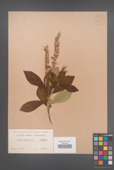 Clethra alnifolia [KOR 965]