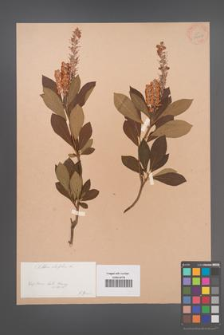 Clethra alnifolia [KOR 34026]