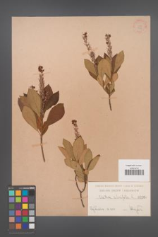 Clethra alnifolia [KOR 966]