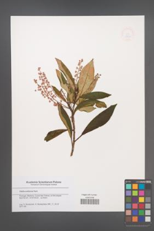 Clethra arborea [KOR 48859]