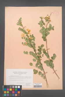 Colutea arborescens [KOR 21475]
