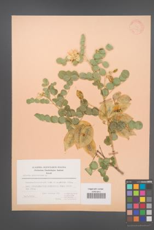 Colutea arborescens [KOR 21476]