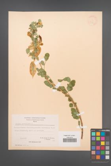 Colutea arborescens [KOR 21471]