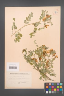 Colutea arborescens [KOR 54769]