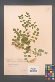 Colutea arborescens [KOR 12877]