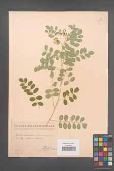Colutea arborescens [KOR 12873]