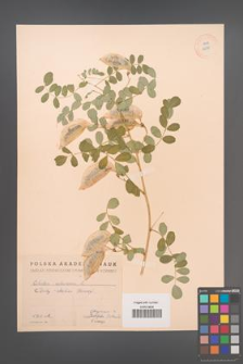 Colutea arborescens [KOR 12878]