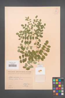 Colutea arborescens [KOR 12892]