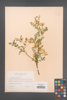 Colutea arborescens [KOR 12847]