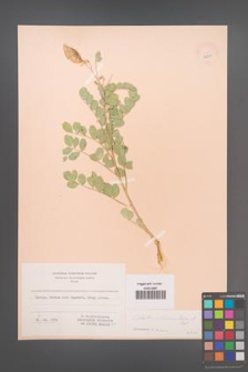 Colutea cilicica [KOR 12901]