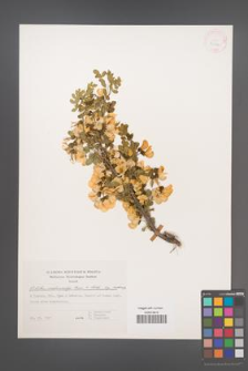 Colutea melanocalyx [KOR 30844]