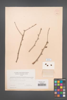 Commiphora stocksiana [KOR 54778]