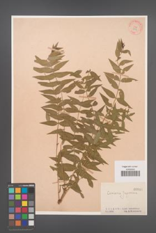 Coriaria japonica [KOR 946]