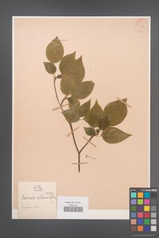 Cornus alternifolia [KOR 937]