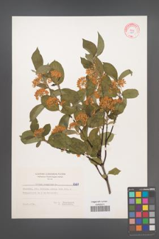 Cornus sanguinea [KOR 6261]