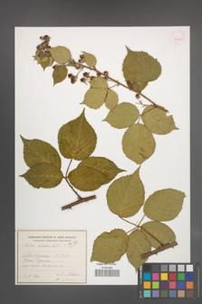 Rubus sulcatus [KOR 54802]