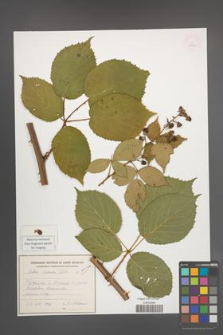Rubus sulcatus [KOR 54804]