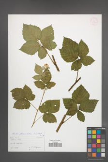 Rubus fasciculatus [KOR 54670]
