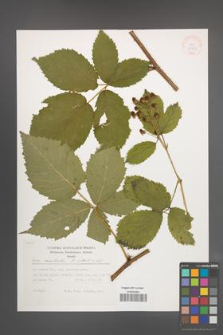 Rubus constrictus [KOR 37975]