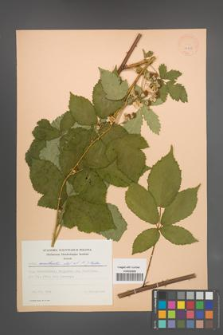 Rubus constrictus [KOR 22988]