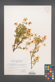 Coronilla emerus [KOR 21558]