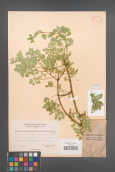 Coronilla emerus [KOR 21548]