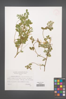 Coronilla emerus [KOR 32852]