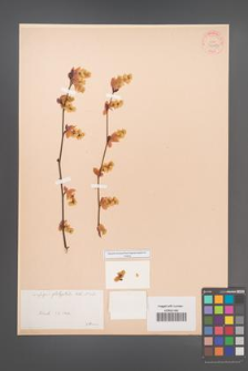 Corylopsis platypetala [KOR 34087]