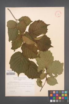 Corylus avellana [KOR 12982]