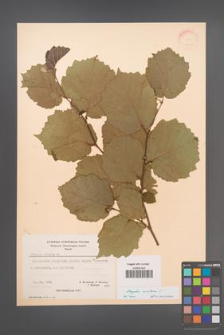 Corylus avellana [KOR 21515]