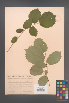 Corylus avellana [KOR 1964]