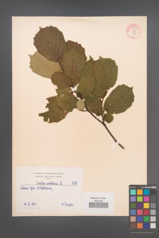 Corylus avellana [KOR 54972]