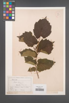 Corylus colurna [KOR 12996]