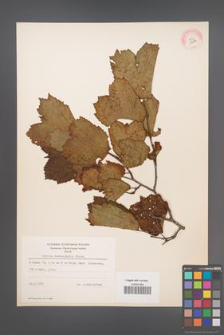 Corylus heterophylla [KOR 13006]
