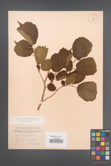 Corylus heterophylla [KOR 13002]