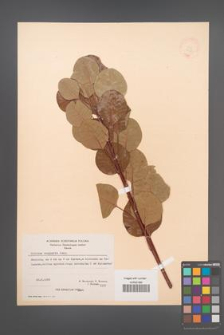 Cotinus coggygria [KOR 21573]