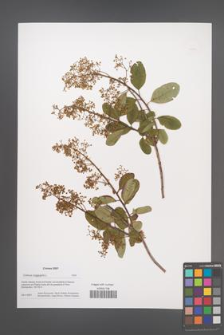 Cotinus coggygria [KOR 49884]