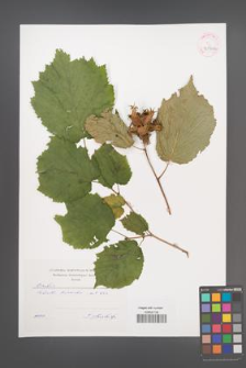 Corylus [KOR 42590a]